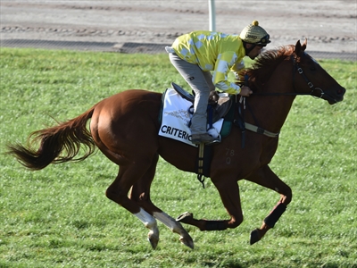 Criterion during trackwork at Flemington