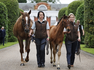 Frankel Foal (right) and its mother Crystal Gaze (left).