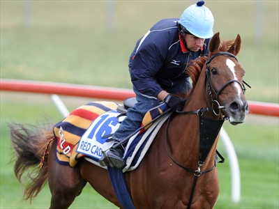 Red Cadeaux is worked at Werribee International Horse Centre.
