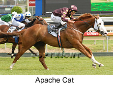 Apache Cat