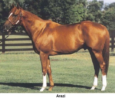 Arazi Horse