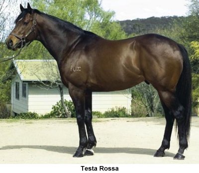 Testa Rossa 1996 bay stallion by Perugino from Bo Dapper